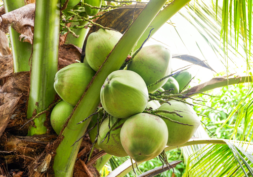 Fresh Coconut exporters In Alappuzha